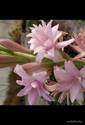 augmented_Polianthes tuberosa flower7_rotated_90.jpeg